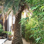 Feature palm off secluded decking area.