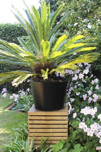Art Deco Garden Design