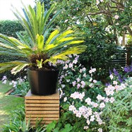 Feature planting on highlighted pier.